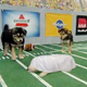 Image for article titled Puppy Bowl Marred By Tragic Spinal Injury